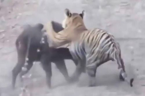 Clip: Những pha săn mồi dũng mãnh của 'chúa sơn lâm'