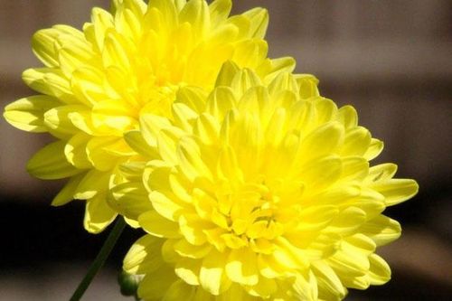 Loại hoa được trưng nhiều trong ngày Tết là thuốc quý, thường bị bỏ đi lãng phí