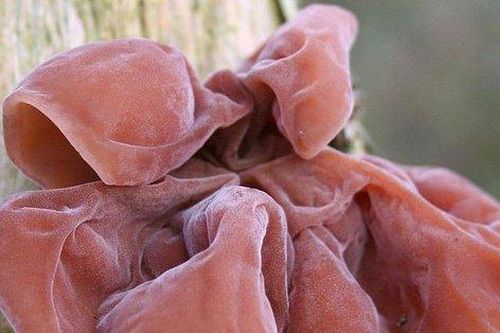 Loại thực phẩm quen mặt ngày Tết cực tốt cho tử cung, giúp ổn định đường huyết