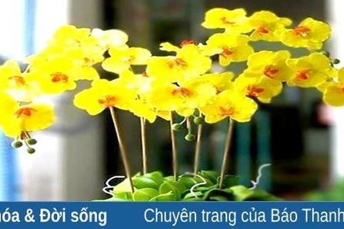 Thú chơi hoa Tết ngày xuân
