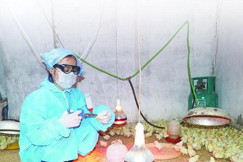 Ngành chăn nuôi - một năm bứt phá