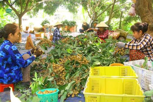 Nâng tầm sản phẩm nông sản chủ lực, đặc thù