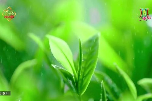 Kỹ thuật chế biến trà truyền thống của Trung Quốc