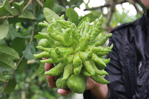 Loại quả làm đẹp bàn thờ ngày Tết là vị thuốc quý