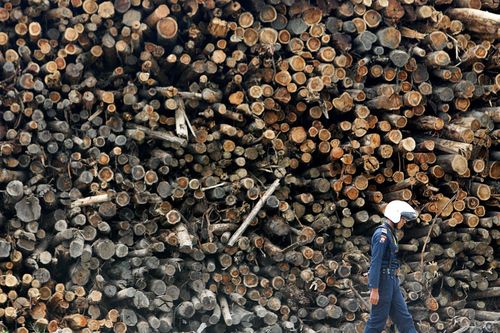 Hy vọng sản xuất pin xe điện từ gỗ cây