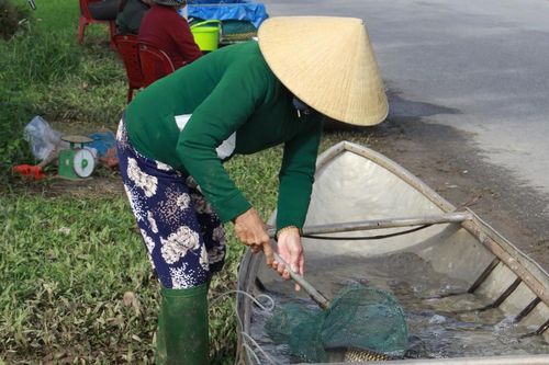 Quảng Ngãi: Độc đáo đưa ghe ra đường lộ bán cá đầu xuân