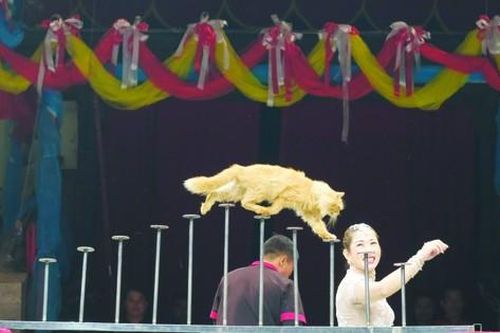 Mèo làm xiếc