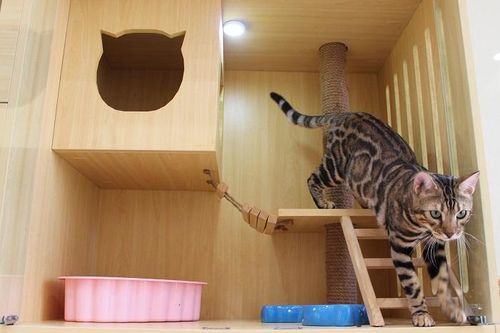 Độc đáo 'khách sạn' mèo ở Hà Nội