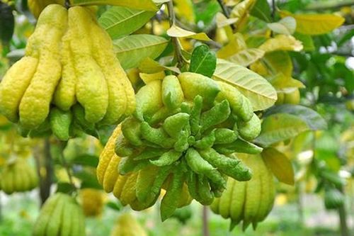 Loại quả làm đẹp bàn thờ ngày Tết và là vị thuốc quý