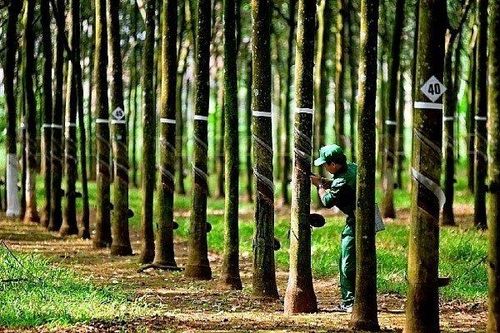Lợi nhuận quý IV/2022 Cao su Phước Hòa tăng đột biến nhờ tiền đền bù