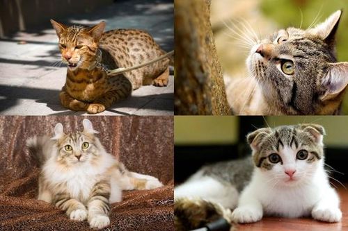 Năm Quý Mão, tìm hiểu 10 loại mèo đắt nhất thế giới