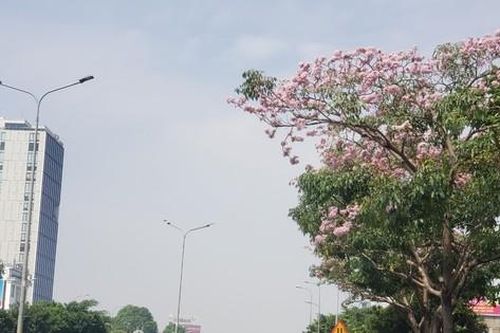 Đẹp 'hút hồn' mùa hoa kèn hồng Sài Gòn