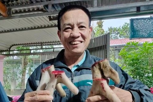 Xem nông dân thu hoạch nhung hươu lấy lộc đầu năm