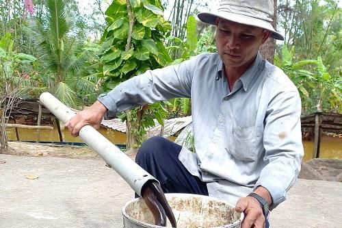 Đặt trúm bắt lươn dưới tán rừng U Minh