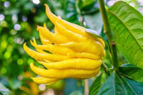 4 cây cảnh chiêu tài, hút lộc, để trong nhà thì bạc vàng đầy kho, sức khỏe dồi dào