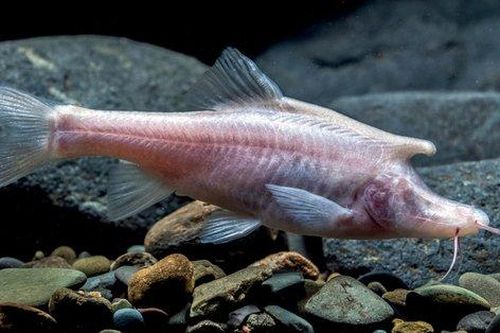 Phát hiện loài cá mới có cấu trúc giống sừng bí ẩn ở phía sau đầu