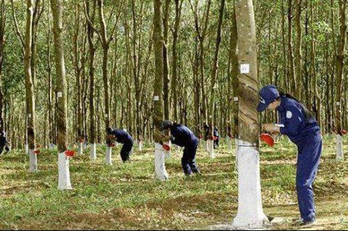 Vì sao lợi nhuận quý IV/2022 Cao su Phước Hòa (PHR) tăng đột biến?