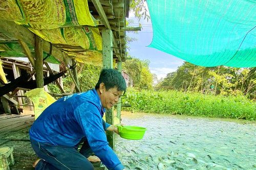 'Đàn cá hoang' ở dòng kênh Thần Nông