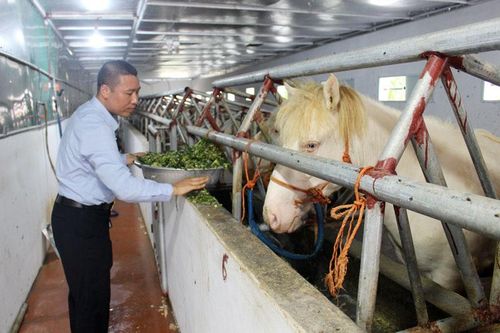 Về 'thủ phủ' ngựa bạch đất Bắc