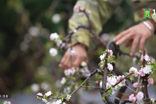Làng nghề kiếm tiền tỷ nhờ mai trắng