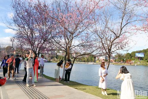 Khoảng 250 nghìn lượt khách du xuân Đà Lạt, Lâm Đồng