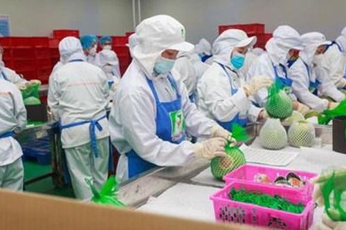 Tăng sự hiện diện của thương hiệu Việt tại thị trường EU