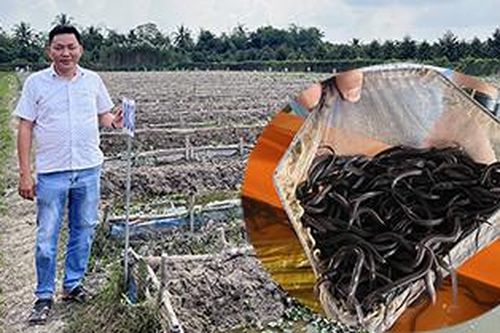 Người đàn ông bỏ việc giám đốc nhân sự để về quê nuôi lươn