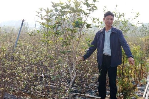 Trồng mai trắng thu hàng tỷ đồng mỗi năm