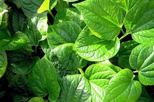 Lá lốt: vị thuốc tốt trị đau lưng, sưng khớp gối, bàn chân tê buốt