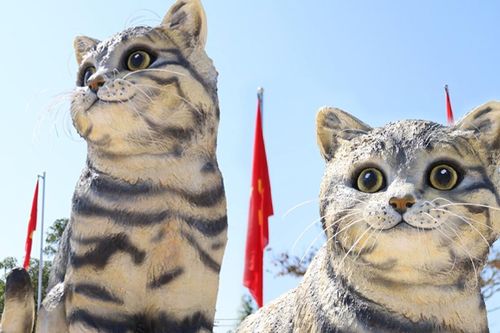 Số phận 'hoa hậu mèo' Quảng Trị sẽ đi về đâu sau Tết Nguyên đán?