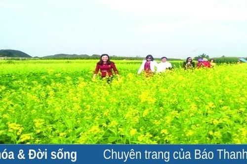 Xuân trên cánh đồng quê