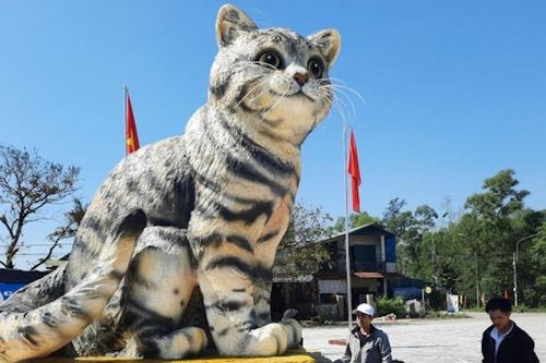 Quảng Trị tính đấu giá linh vật 'hoa hậu mèo' để gây quỹ