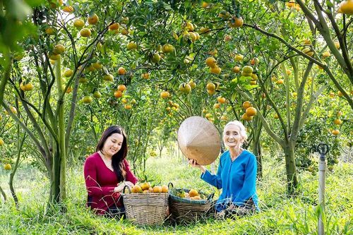 Chờ tới mùa… quýt