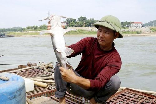Nuôi thủy quái trong lồng ở sông Lô mà thu hơn nửa tỷ/năm