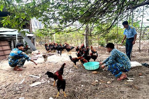 Tăng gia giữa lòng phố biển