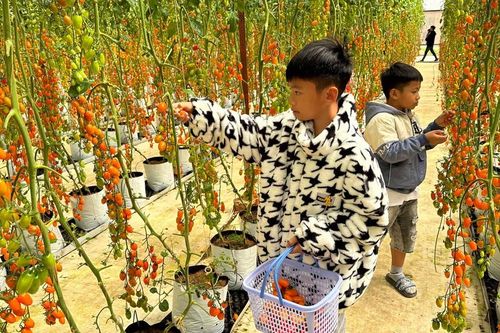 Lâm Đồng: Vườn dâu tây, cà chua cherry hút khách du lịch
