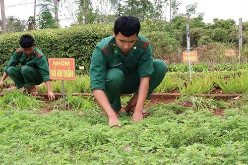 Vườn xanh của bộ đội vùng biên