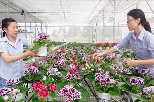 TPHCM: Tập trung phát triển nông nghiệp ứng dụng công nghệ cao