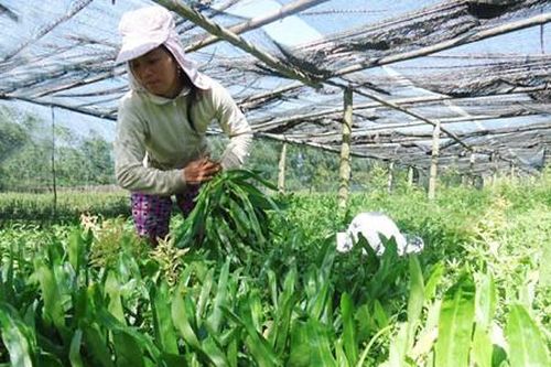 Rau mùi, húng quế Việt sang châu Âu hết cảnh bị kiểm soát thuốc bảo vệ thực vật