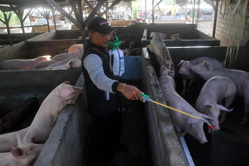 Indonesia: Hàng trăm con lợn chết nghi do nhiễm virus tả lợn châu Phi