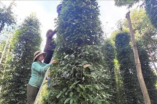 Tất bật tìm kiếm người thu hoạch vì tiêu chín sớm