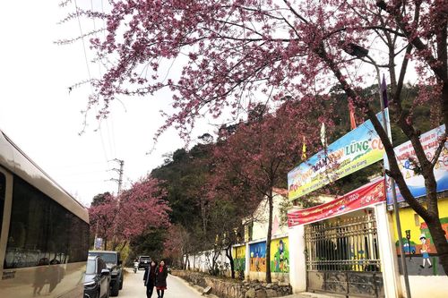 Hoa anh đào rực rỡ sắc xuân trên cao nguyên đá