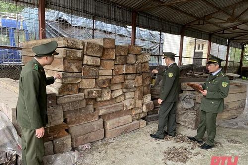 Tăng cường công tác đấu tranh chống buôn lậu, vận chuyển lâm sản trái phép