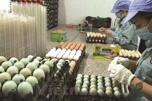 Dabaco (DBC) vừa có quý lỗ đậm nhất trong 5 năm