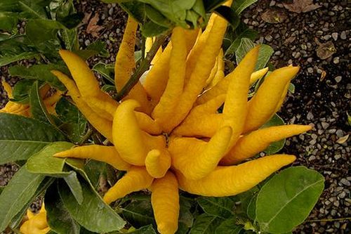 Phật thủ làm thuốc