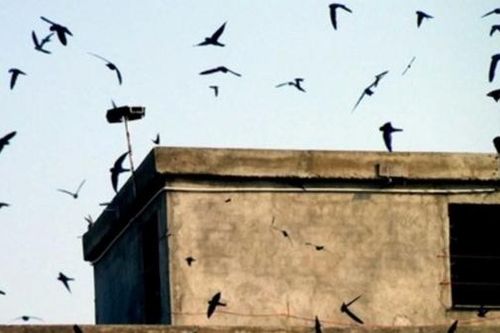 Truy bắt hai đối tượng trộm tổ yến những ngày Tết