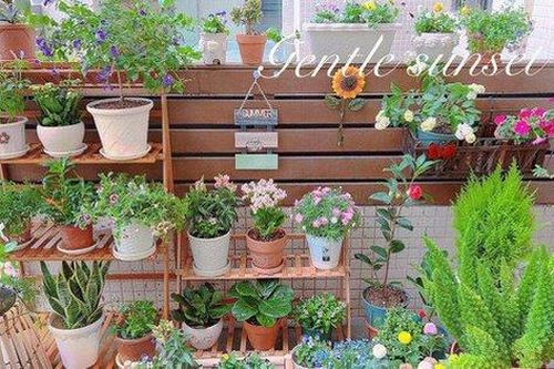Khu vườn sân thượng khiến ai nhìn cũng mê