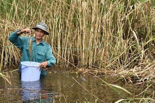 Trải nghiệm săn sản vật ở miệt rừng U Minh Hạ