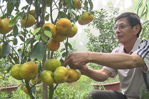 Bảo tồn, phát huy giá trị cây quýt hồng