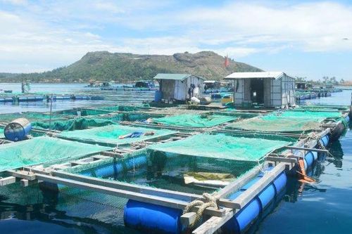 Nuôi trồng thủy sản hướng tới sản xuất hàng hóa lớn